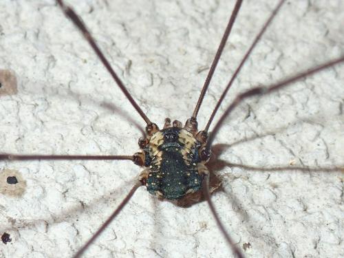 Réf. 187 294 : Leiobunum sp-a